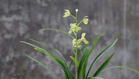 建兰不开花的原因剖析（探讨建兰生长环境及栽培技巧）