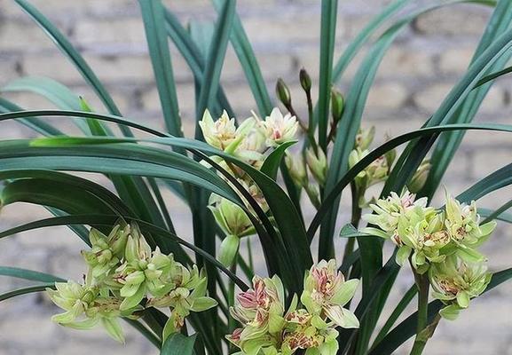 如何让建兰在短时间内开花（从栽种到养护）