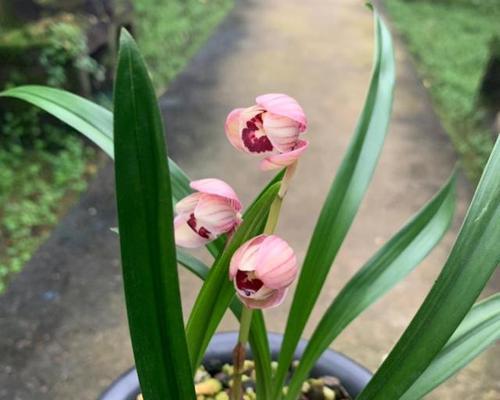 建兰怎么养才能开花多（科学养护）