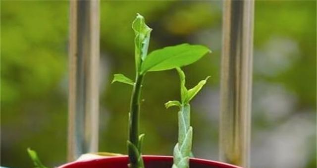 姜的适宜栽种时间（探究姜的生长特性和种植技巧）