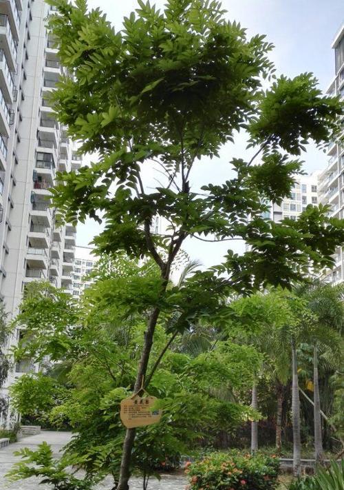 了解降香和黄花梨（探索它们的历史与特点）