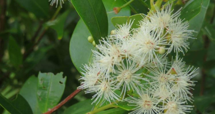 角瓜花——美食与养生的双重宝藏（探究角瓜花的食用价值和药用功效）