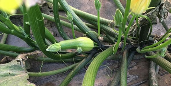 角瓜种植技巧详解（如何选择最佳种植时间）