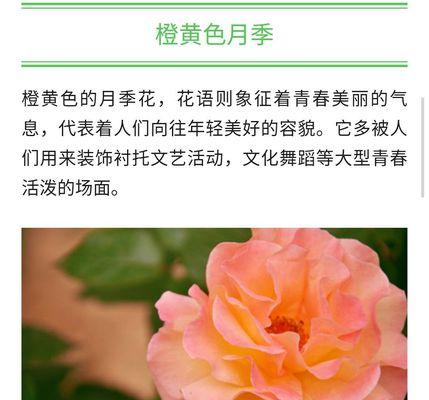 月季花语与象征意义（探索月季的花语及其背后的情感寓意）