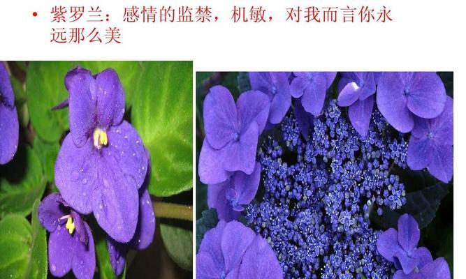 紫罗兰花的栽培与意义（探索紫罗兰花的美丽与寓意）