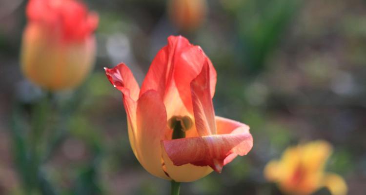 春节郁金香花语的美丽寓意（传递幸福与繁荣的春节花卉）