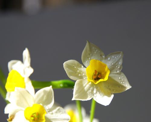 中国水仙的花语与寓意（揭秘中国水仙花所蕴含的深刻寓意与情感）