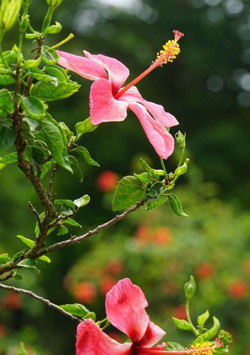 朱槿牡丹花语（花开如火）