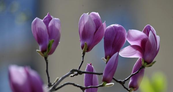 紫色玉兰花的花语之美（紫色玉兰花花语的深刻内涵）