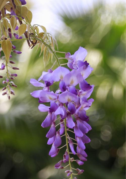 紫藤花的花语与香味（探秘紫藤花的意义与魅力）