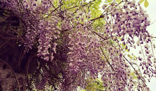 紫藤花的花语与香味（探秘紫藤花的意义与魅力）