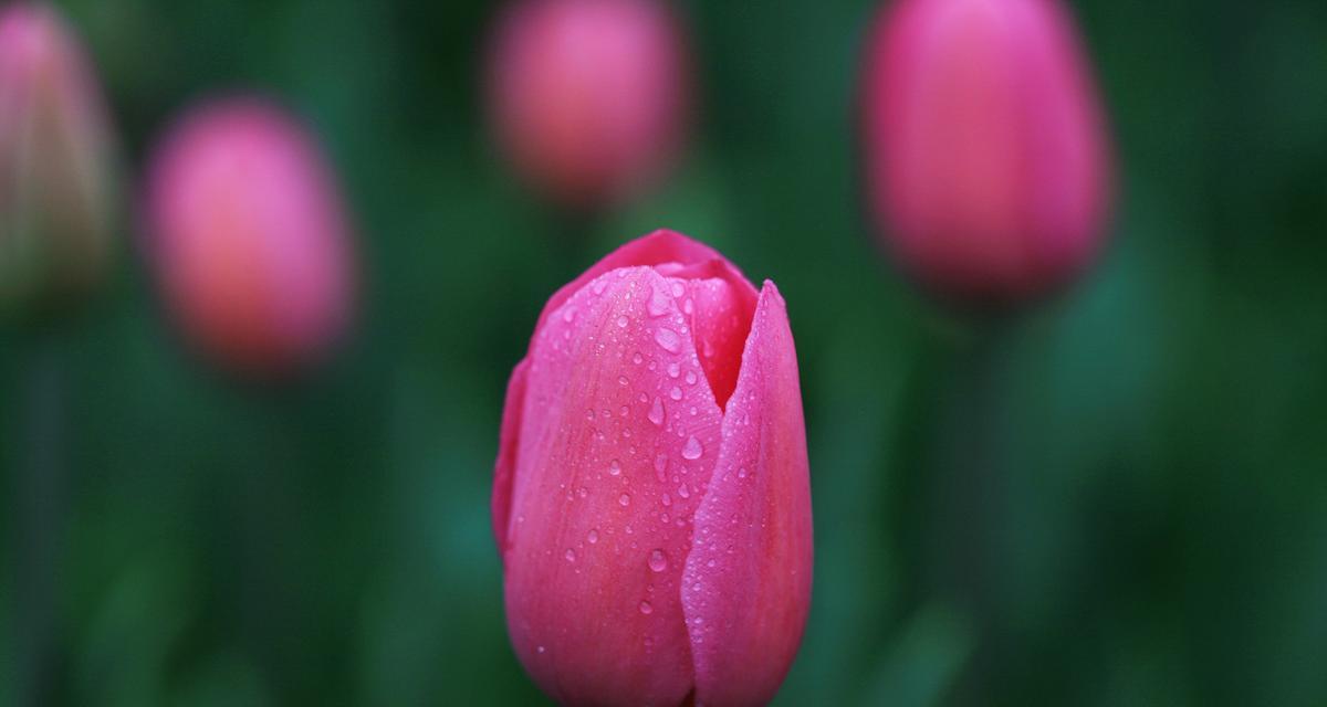 紫郁金香（寓意深远的紫郁金香花语与人生智慧）