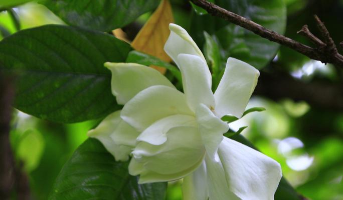 栀子花（探寻栀子花的花语与开放奥秘）