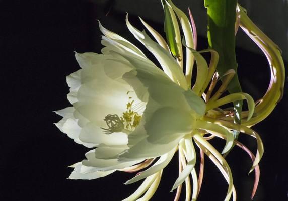 昙花花语的寓意与象征（探索昙花的隐藏寓意）