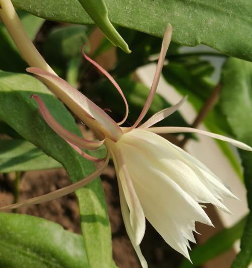 昙花开花（以昙花开花象征的深层意义）