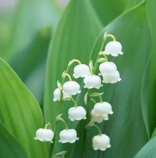 钤兰花的花语与传说（探秘钤兰花的内涵与意义）