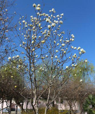 白蓝花的花语（唤醒心灵的花海）