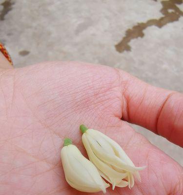 白兰花（用白兰花传递爱与祝福）