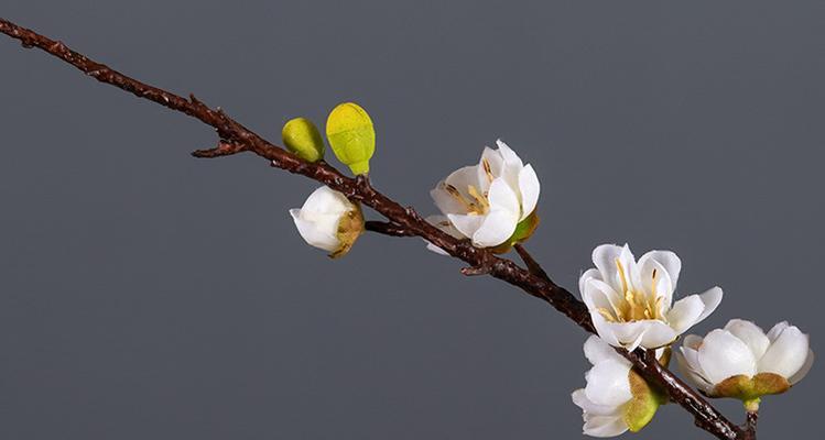 白梅花的花语与寓意（探究白梅花的花语）