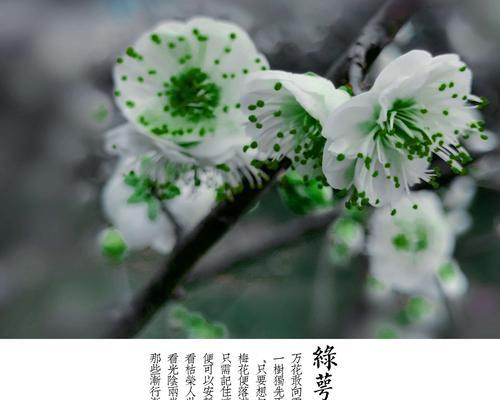 白梅花的花语与寓意（探究白梅花的花语）