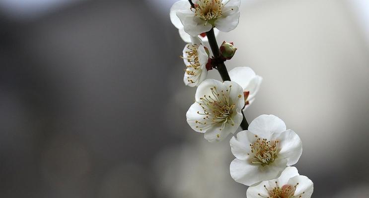 白梅花的花语与寓意（探究白梅花的花语）