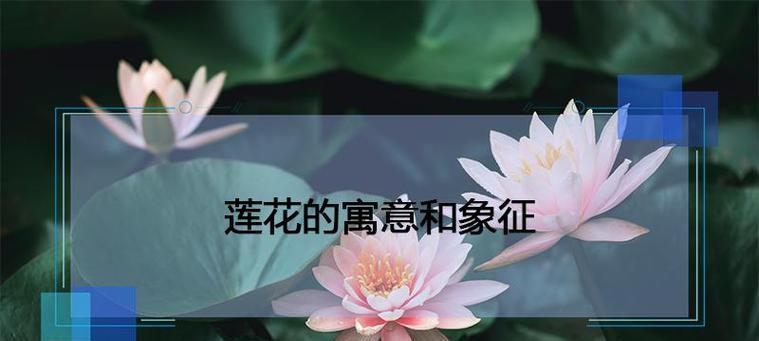 白色莲花的花语与象征意义（纯洁和悟性的象征）