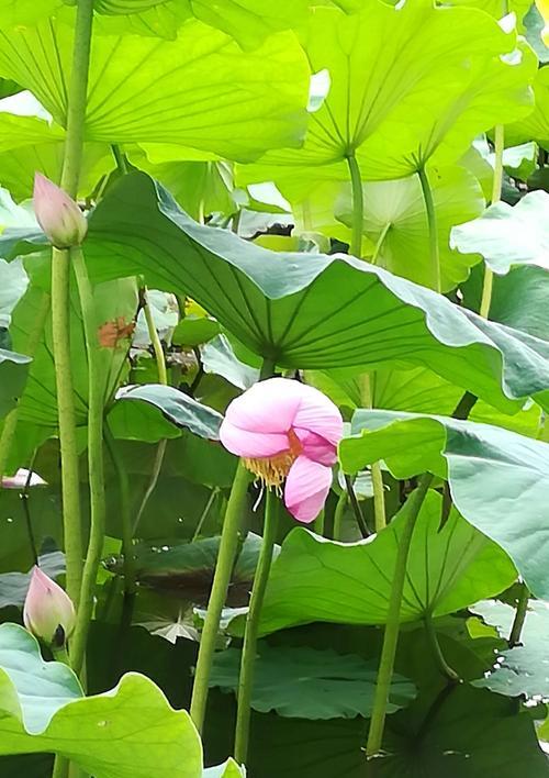 白色莲花的花语与象征意义（纯洁和悟性的象征）