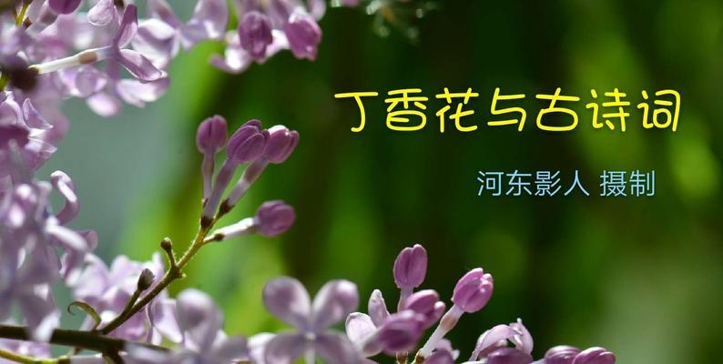 丁香花（丁香花的象征与特性）