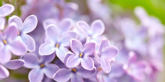 丁香花（丁香花的象征与特性）