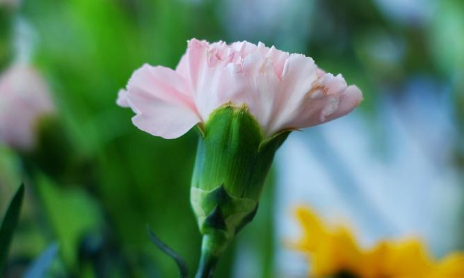 康乃馨花语（十支康乃馨花语解读及深意）