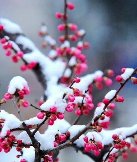 梅花吉祥之旅（传承千年的祝福之花）