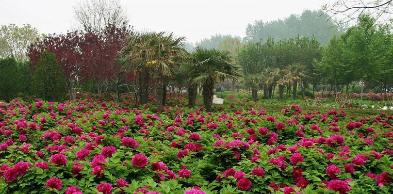 牡丹花语（绽放时光的花朵）