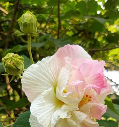 木芙蓉的花语（木芙蓉——传递纯净）