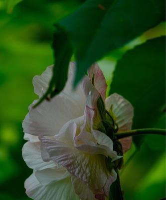 木芙蓉的花语（木芙蓉——传递纯净）