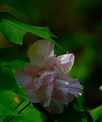 木芙蓉的花语（木芙蓉——传递纯净）