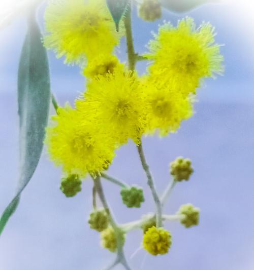 花语中的友情（以花的语言诉说真挚友谊）