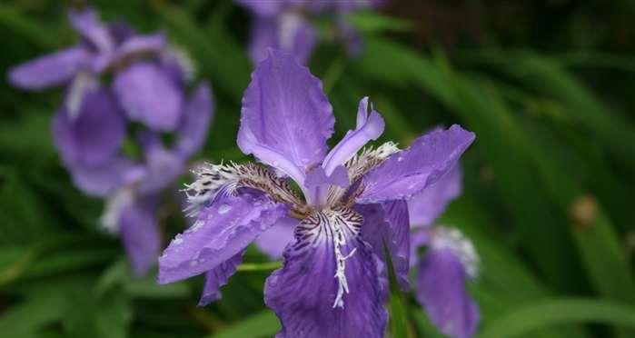 花开花落，寄情蒲公英与鸢尾（探寻蒲公英和鸢尾的花语之美）