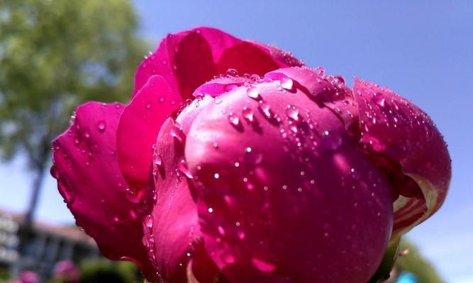 芍药花的花语与寓意（探寻芍药花的独特象征）