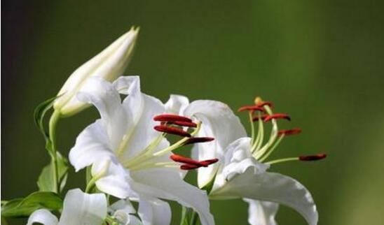 死亡之花（揭开死亡花朵背后的神秘面纱）