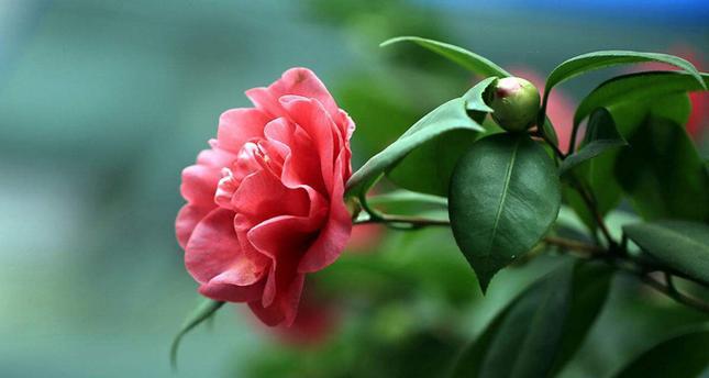 泰戈尔山茶花（山茶花盛开）