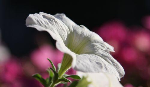 矮牵牛花的花语与寓意（矮牵牛花的美丽与象征）