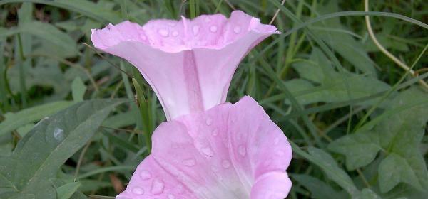 矮牵牛花的花语与寓意（矮牵牛花的美丽与象征）