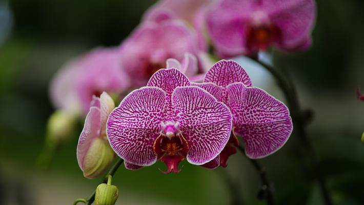 芭蕾舞兰花的花语-优雅与坚强的完美融合（探寻芭蕾舞兰花的花语之美）