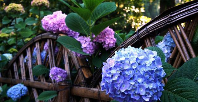 八仙花的花语与寓意（解读八仙花背后隐藏的心灵密码）