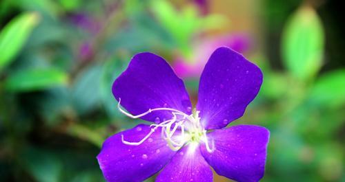 野牡丹花语（巴西野牡丹的花语与象征意义）