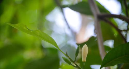 白兰花（美丽的白兰花盛放着生命与希望的旋律）