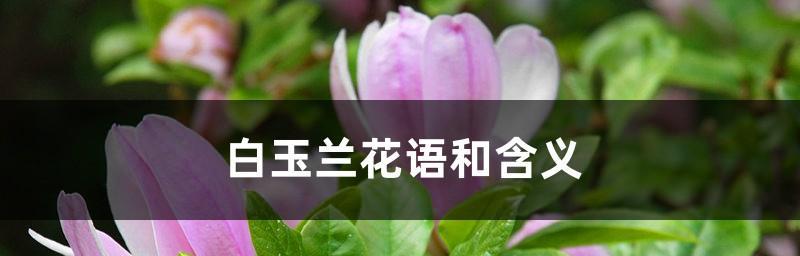 白兰花（揭秘白兰花的花语和古老传说）