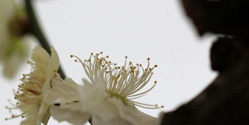 白梅花语的寓意与魅力（探寻白梅花语的文化内涵与美学价值）