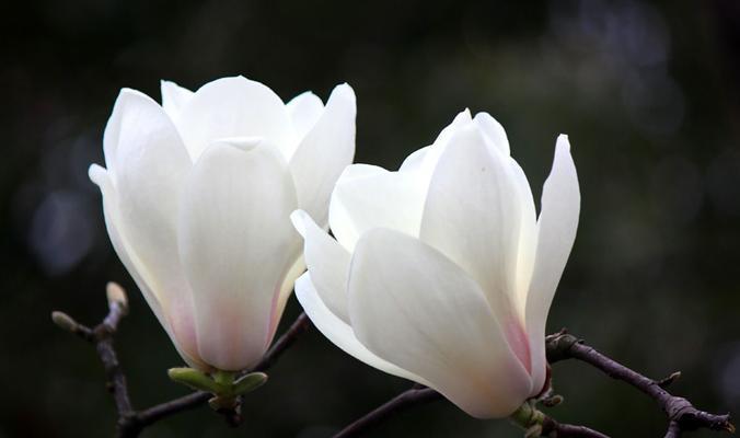 白色玉兰花的花语与意义（探索白色玉兰花的象征与传说）