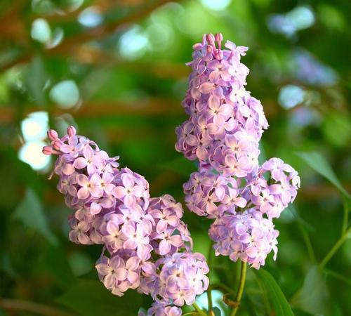 白色紫丁香花语的神秘魅力（香气扑鼻）